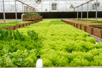 Sustainable Harvesters - Nov 2 2015 041