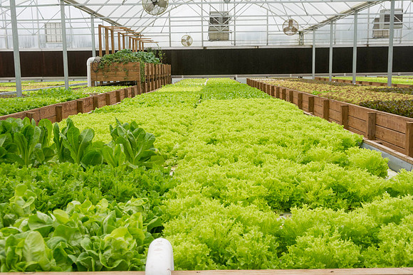 Sustainable Harvesters - Nov 2 2015 041