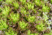 Sustainable Harvesters - Nov 2 2015 054