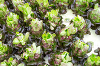 Sustainable Harvesters - Nov 2 2015 055