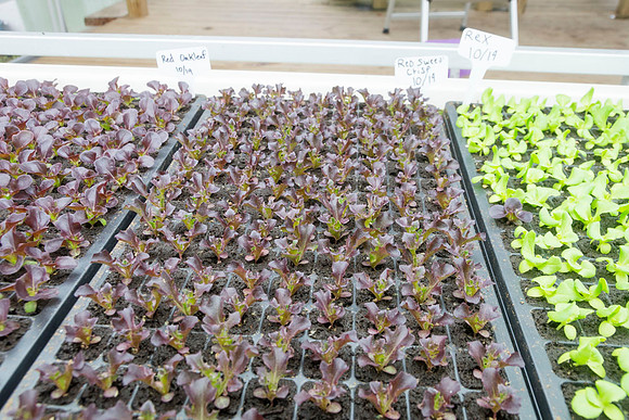 Sustainable Harvesters - Nov 2 2015 035