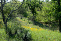 038 TX Wildflowers & Hill Country April 9-12 2010 057