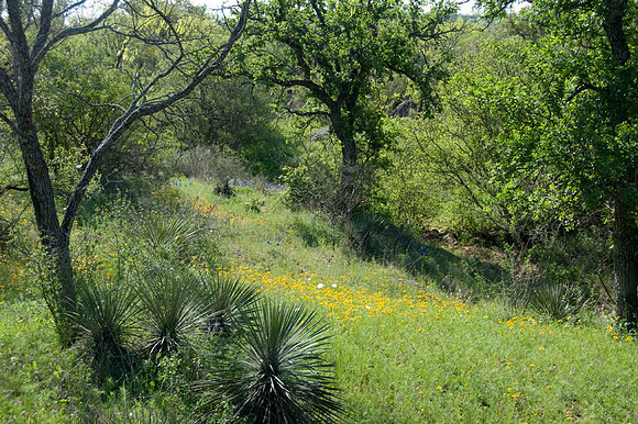 038 TX Wildflowers & Hill Country April 9-12 2010 057