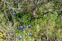 033 TX Wildflowers & Hill Country April 9-12 2010 050