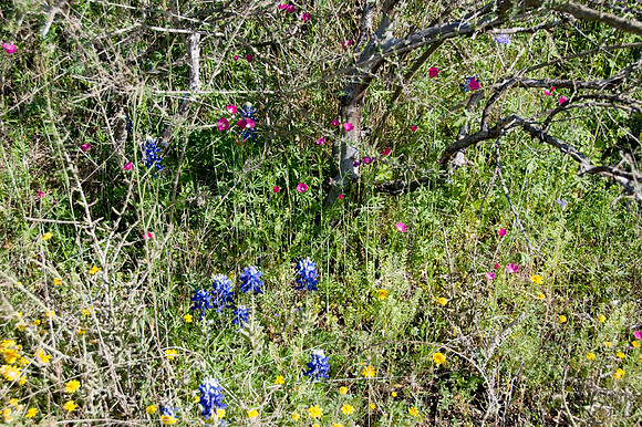033 TX Wildflowers & Hill Country April 9-12 2010 050