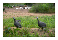 Tejas Heritage Farm favorites - May 12 2015 038
