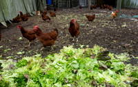 Sustainable Harvesters - Nov 2 2015 061