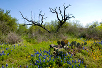039 TX Wildflowers & Hill Country April 9-12 2010 060