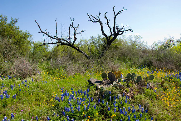 039 TX Wildflowers & Hill Country April 9-12 2010 060