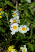004 TX Wildflowers & Hill Country April 9-12 2010 008