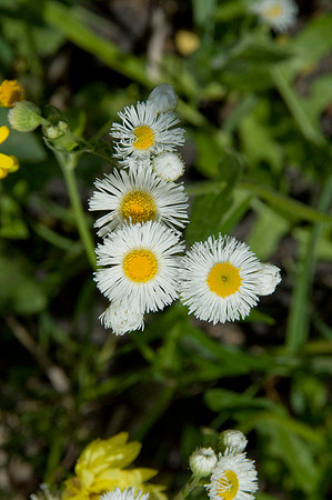 004 TX Wildflowers & Hill Country April 9-12 2010 008