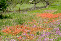 024 TX Wildflowers & Hill Country April 9-12 2010 039