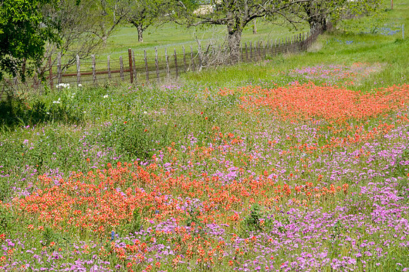 024 TX Wildflowers & Hill Country April 9-12 2010 039