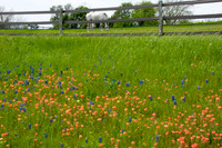 018 TX Wildflowers & Hill Country April 9-12 2010 019