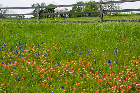 018 TX Wildflowers & Hill Country April 9-12 2010 019