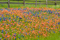 016 TX Wildflowers & Hill Country April 9-12 2010 017