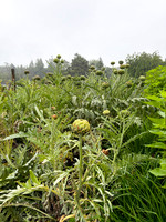 2026-07-04 Culzean Castle 008